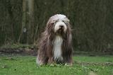 BEARDED COLLIE 303